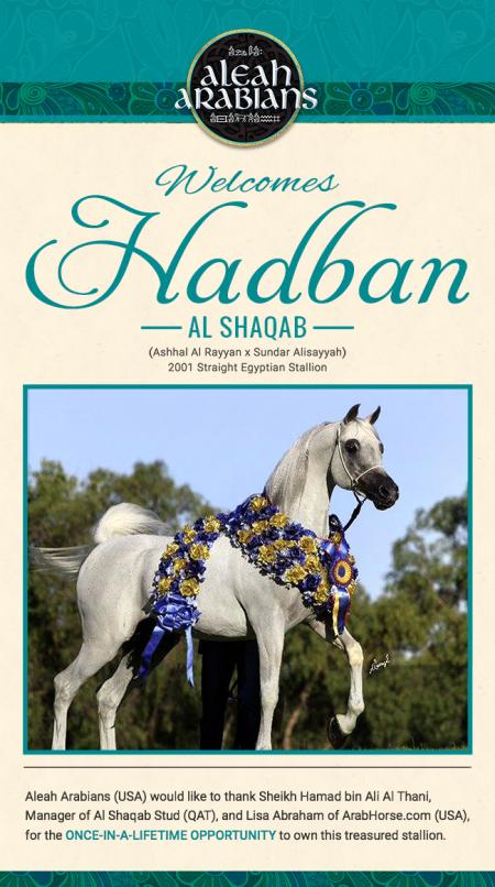 aleah-arabians-newsletter-HADBAN-AL-SHAQAB-2018_0.JPG
